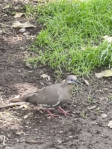 White-winged Dove