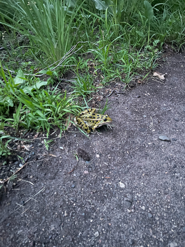 Northern Leopard Frog