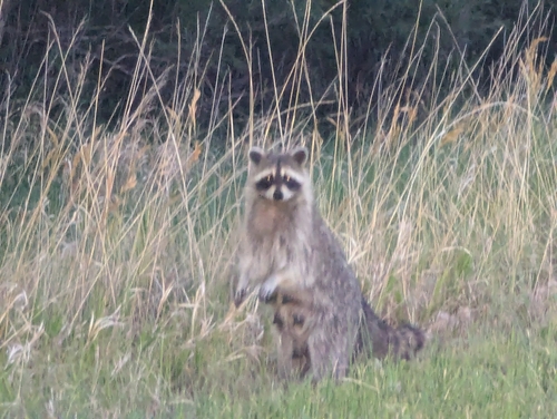 Common Raccoon