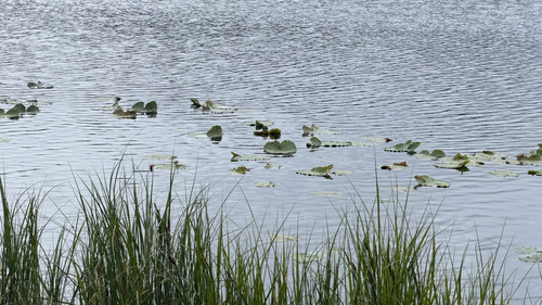 western yellow pond-lily