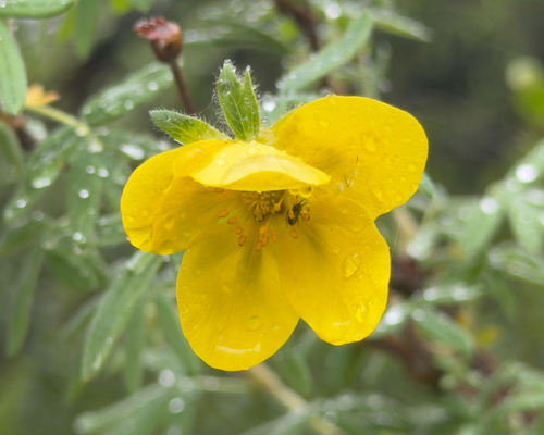 shrubby cinquefoil