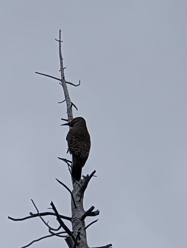 iNaturalist observation photo of Northern Flicker