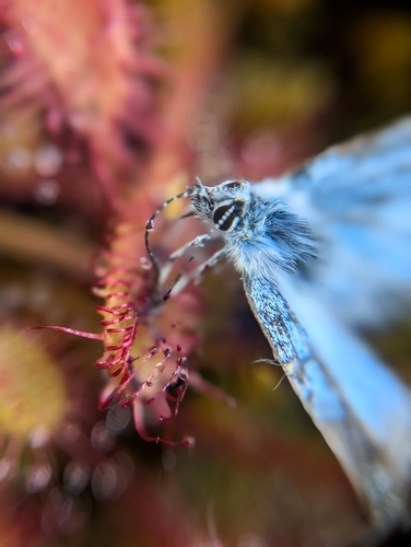 iNaturalist observation photo of Typical Blues