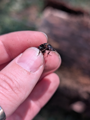 iNaturalist observation photo of Beetles