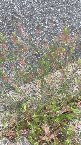 Virginia pepperweed