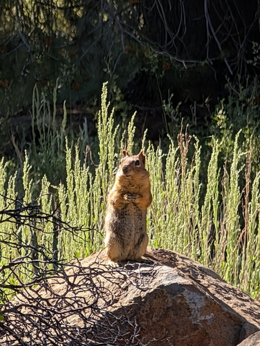 iNaturalist observation photo of Common Golden-mantled Ground Squirrel