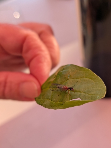 iNaturalist observation photo of Common Snakeflies