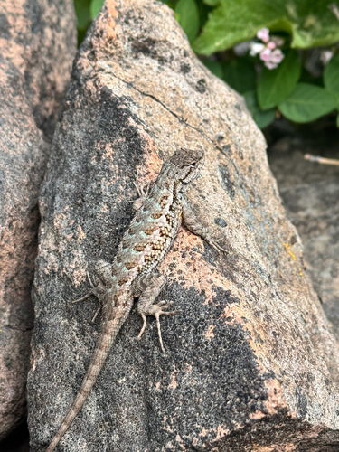 iNaturalist observation photo of Western Fence Lizard
