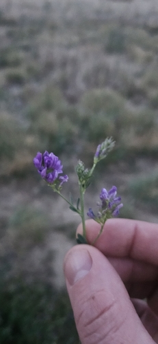 Alfalfa