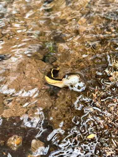 iNaturalist observation photo of Western Terrestrial Garter Snake