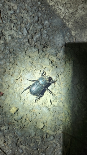 Eophileurus chinensis chinensis
