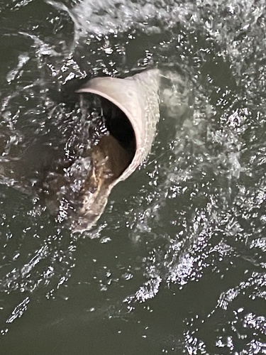 Bullnose Eagle Ray