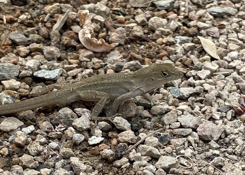 Brown Anole