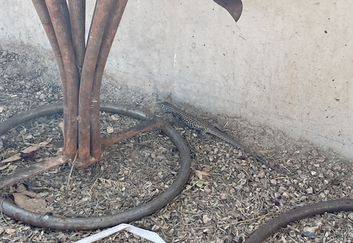 Western Whiptail