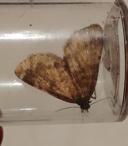 iNaturalist observation photo of Idia