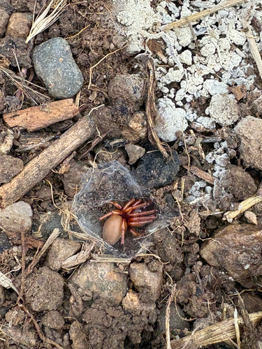 Woodlouse Spider