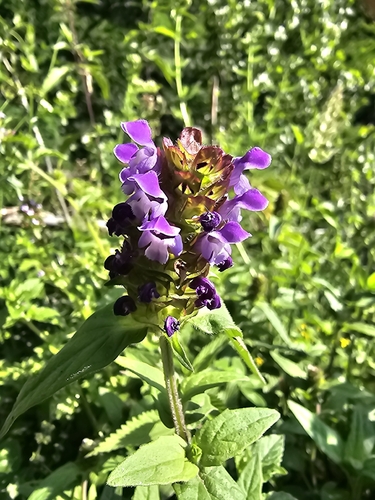 common selfheal