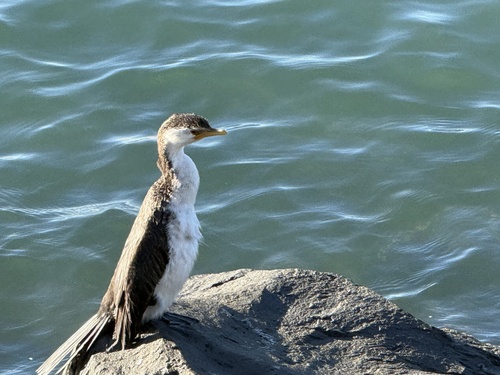 Little Pied Cormorant