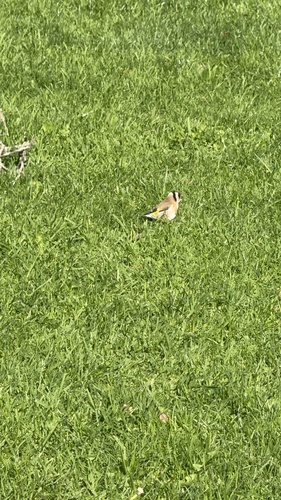 European Goldfinch