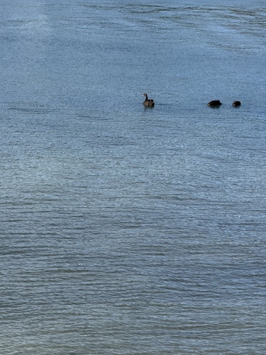 Black Swan
