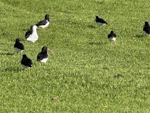 South Island Pied Oystercatcher