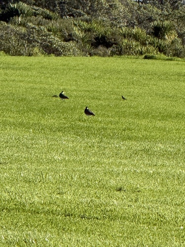 Masked Lapwing