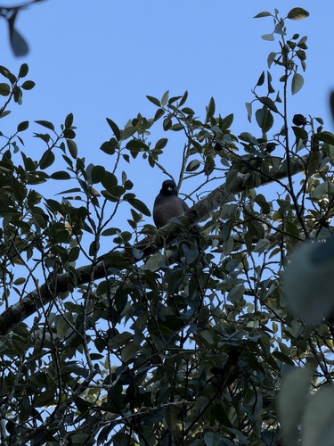 Common Myna