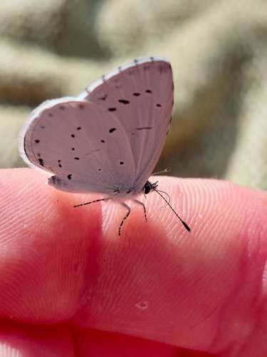 Holly Blue