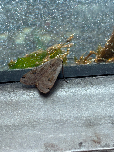 Large Yellow Underwing