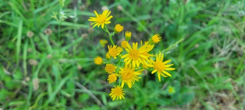 ragwort