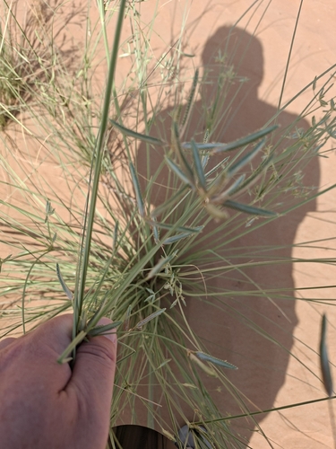 Cyperus conglomeratus