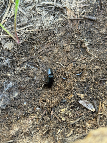 iNaturalist observation photo of Click Beetles