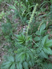 common agrimony