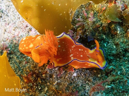 Ceratosoma bicolor