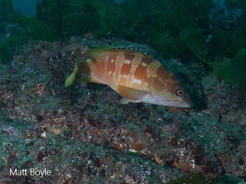 Blacktip Grouper