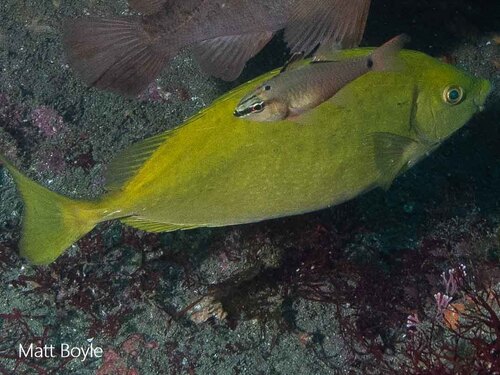 Dusky Rabbitfish