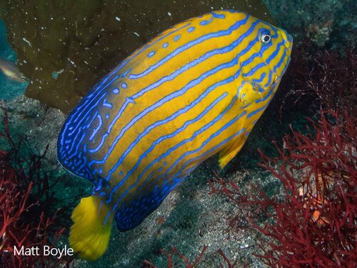 Bluestriped Angelfish