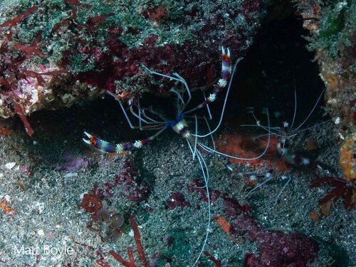 Banded Coral Shrimp