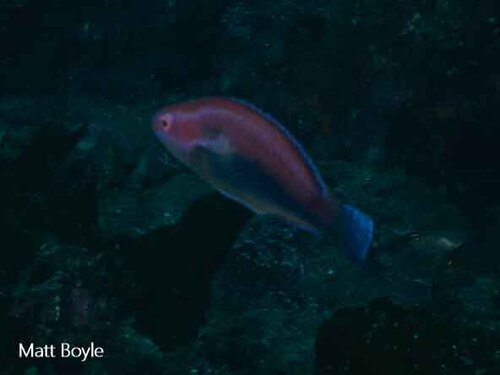 Peacock Wrasse