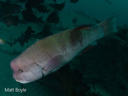 Asian Sheepshead Wrasse