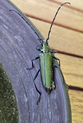 Musk beetle