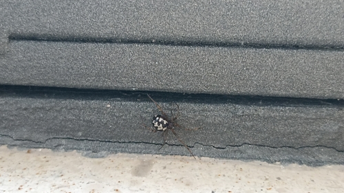 Triangulate Combfoot