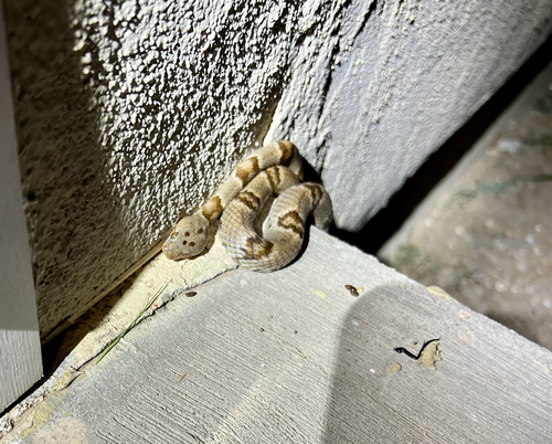 Texas Lyre Snake