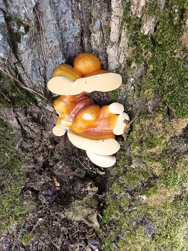 Ganoderma resinaceum