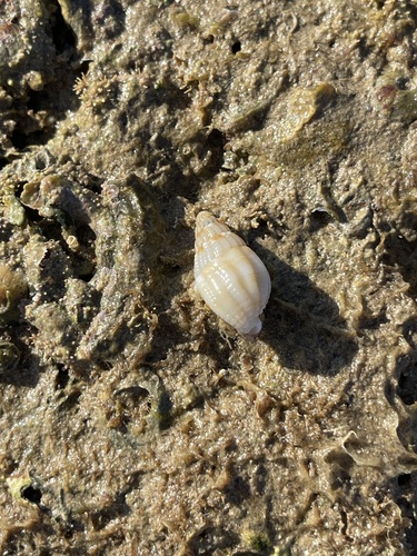 Netted Dogwhelk