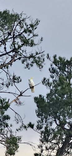 Sulphur-crested Cockatoo