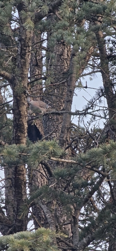 Crested Pigeon