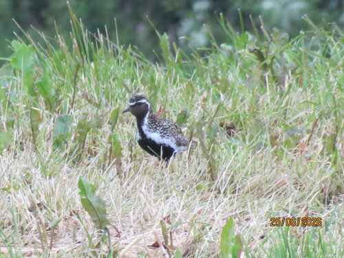 European Golden-Plover