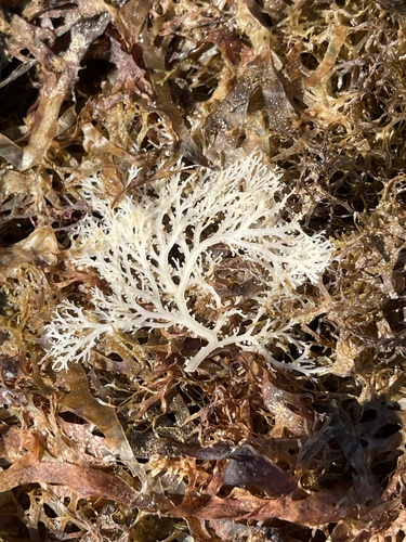Sphaerococcus coronopifolius