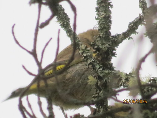 European Greenfinch